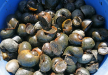 10 snails amazon bugs