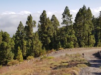 Tenerife jungle p. acevedo