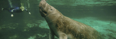 Manatee