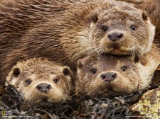 4 otters ecostuk