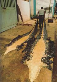 8 caiman skins p 136