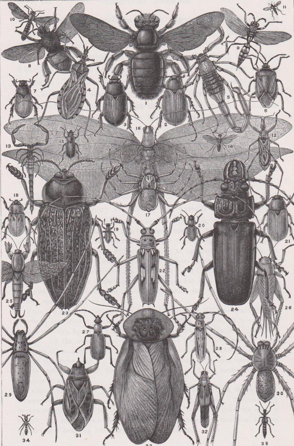 Beetles
